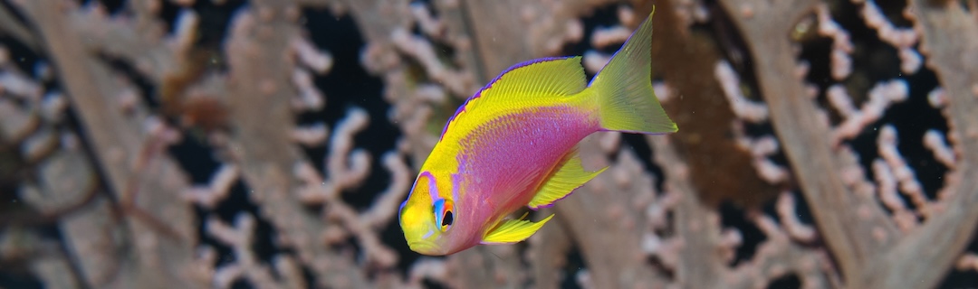 #274 Okinoerabu Island