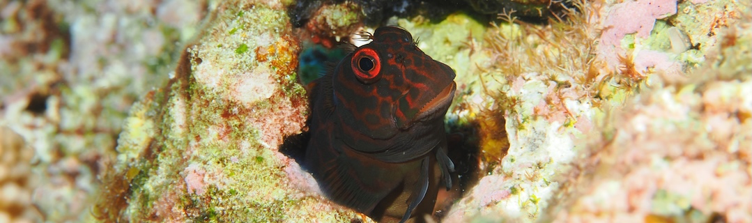 #276 Okinoerabu Island